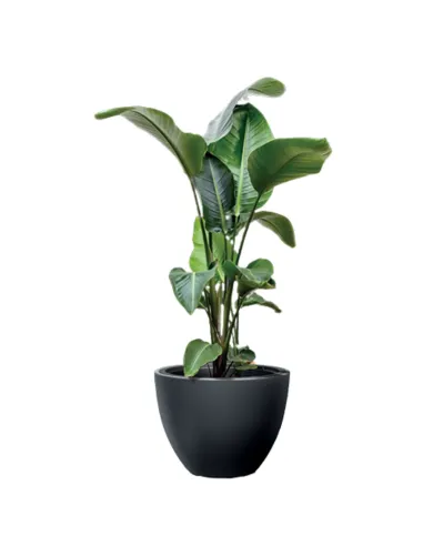 Donica duża mrozoodporna okrągła Hera 57 cm - antracyt