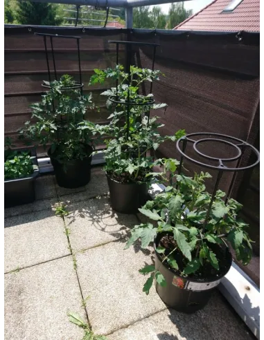 Doniczka do uprawy pomidorów 12L