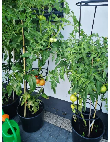 Doniczka do uprawy pomidorów 12L