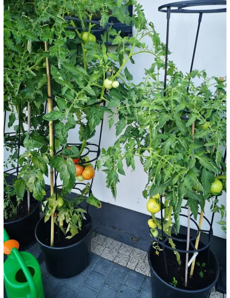 Doniczka do uprawy pomidorów 12L